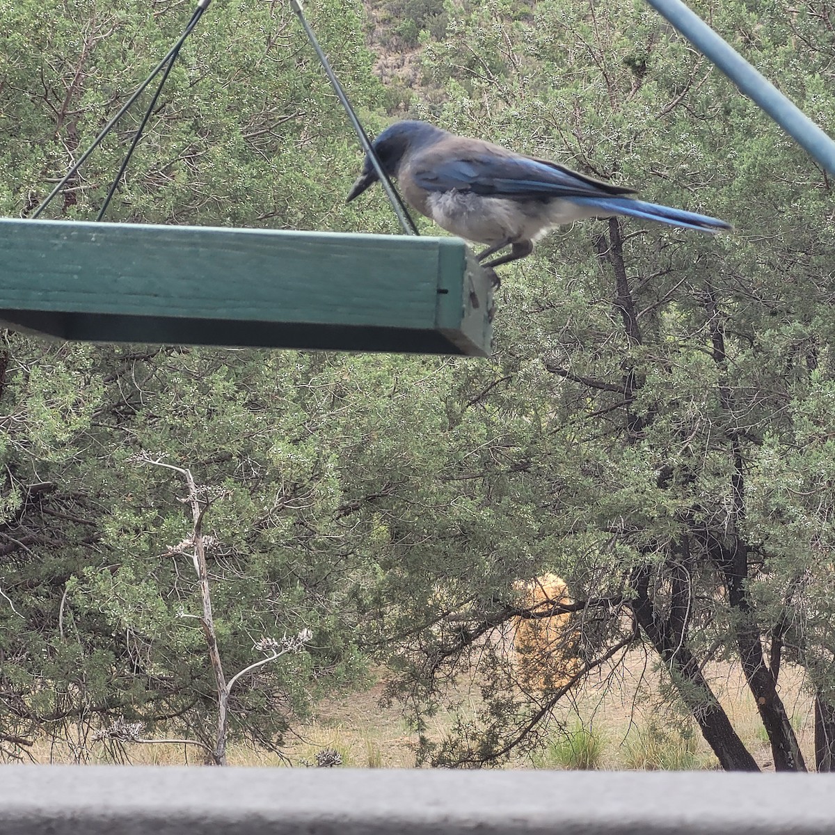 Mexican Jay - ML611319478