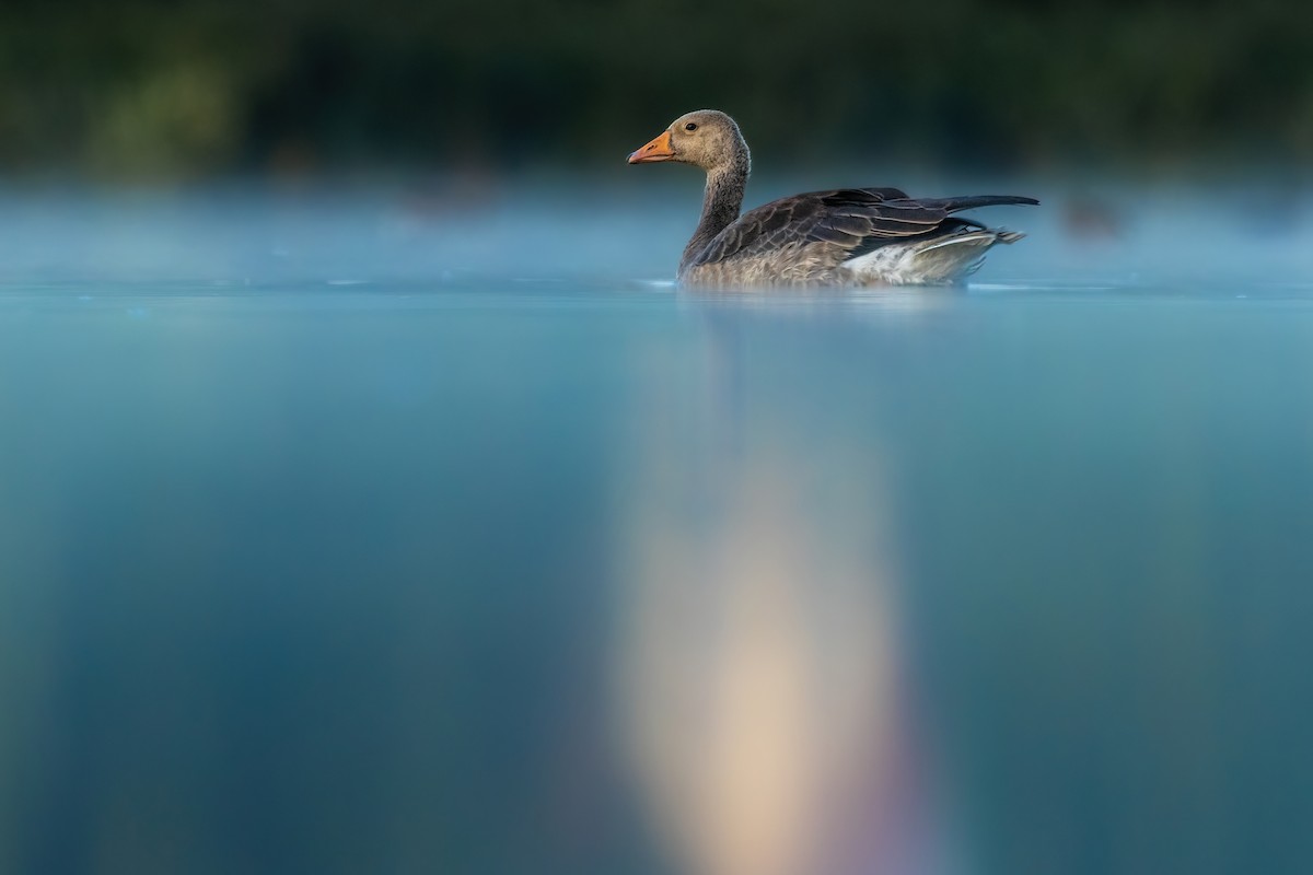 Graylag Goose - Kirill Klifford