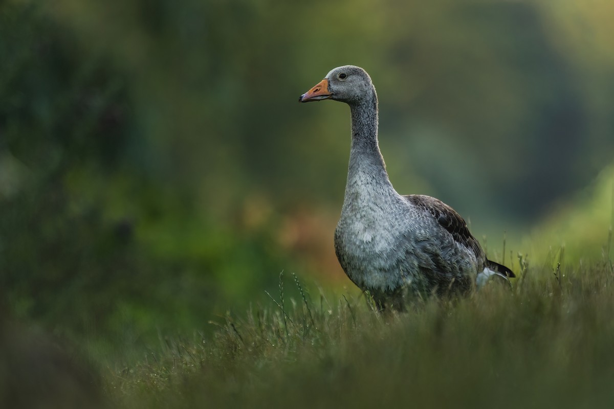 Graylag Goose - Kirill Klifford