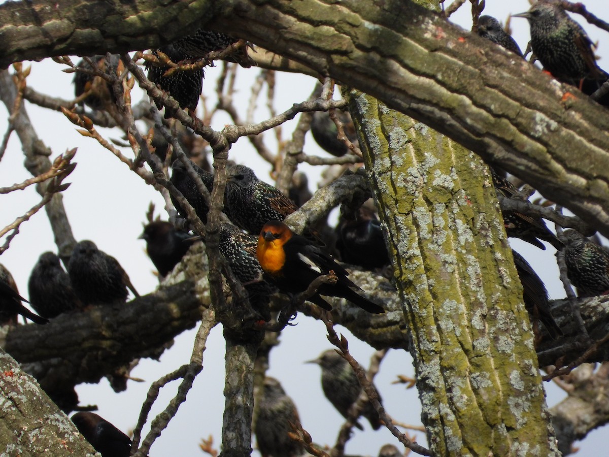 Yellow-headed Blackbird - ML611319520