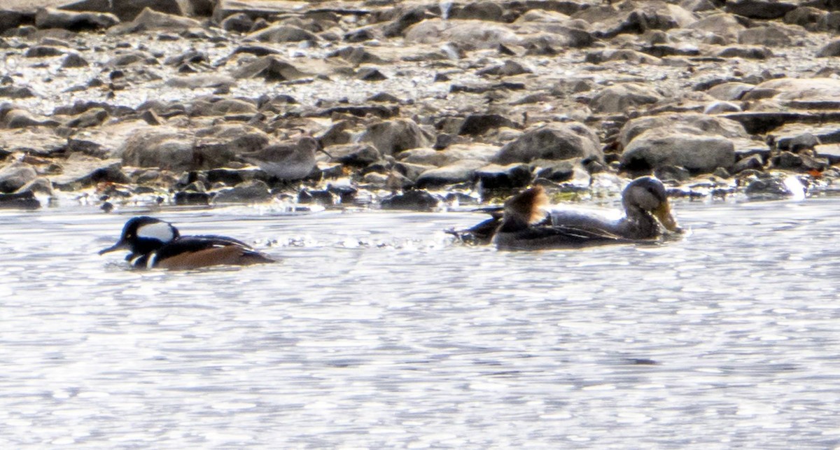 Dunlin - ML611319578