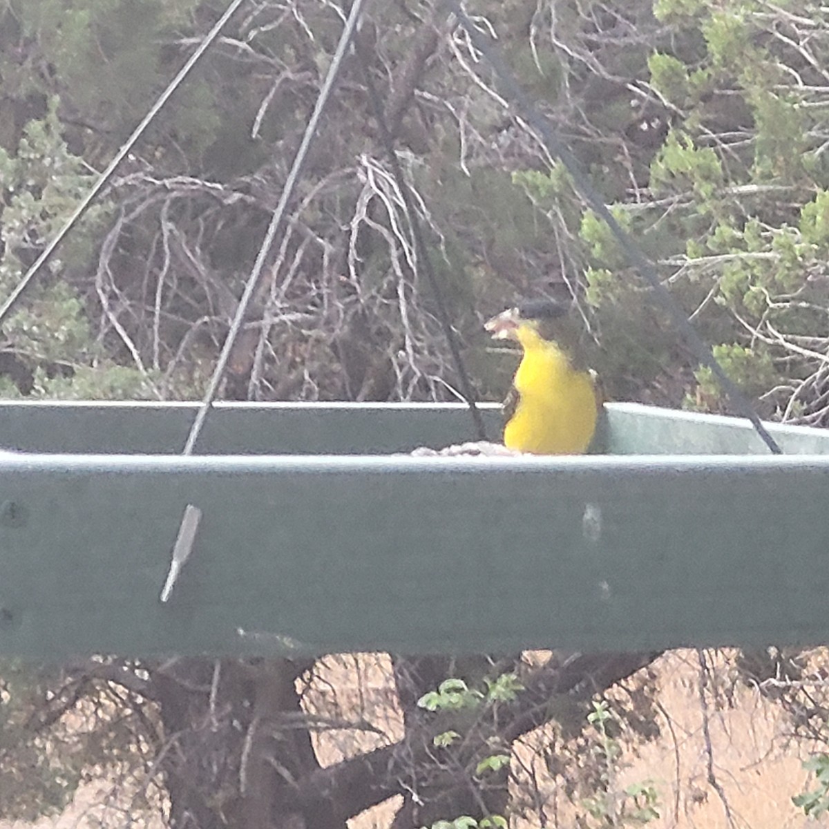 Lesser Goldfinch - ML611319585