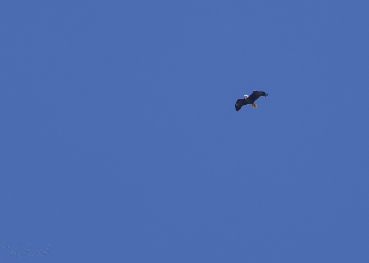 Bald Eagle - ML611319708