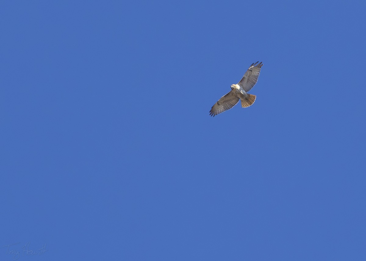 Red-tailed Hawk - ML611319713