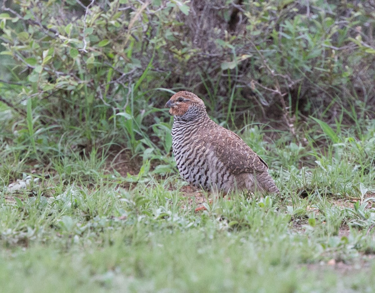 Rock Bush-Quail - ML611319719