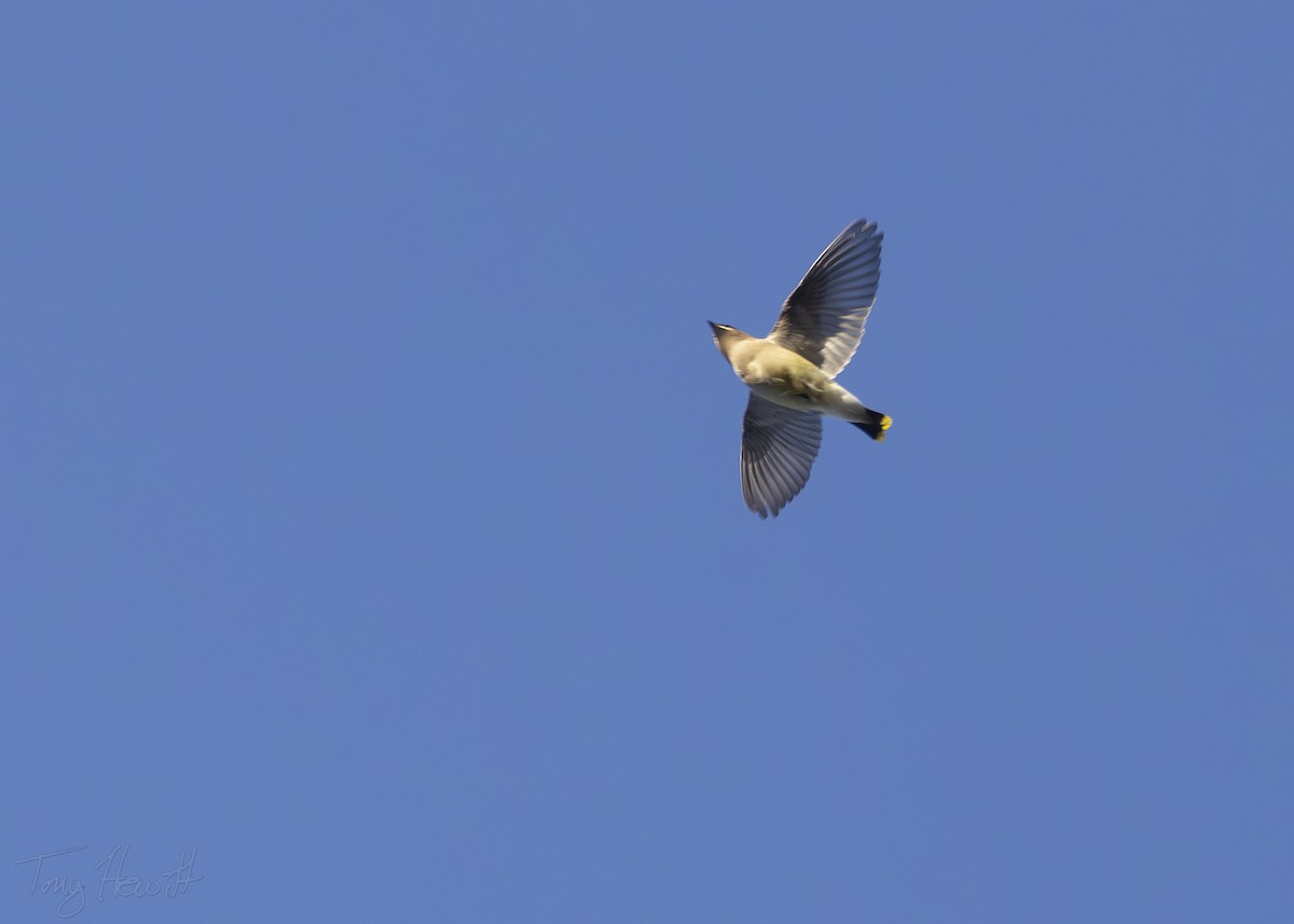 Cedar Waxwing - ML611319756