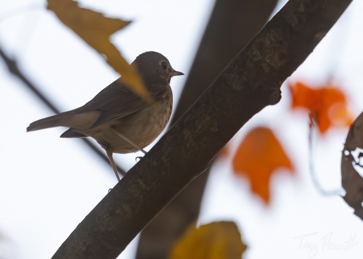 Hermit Thrush - ML611319761