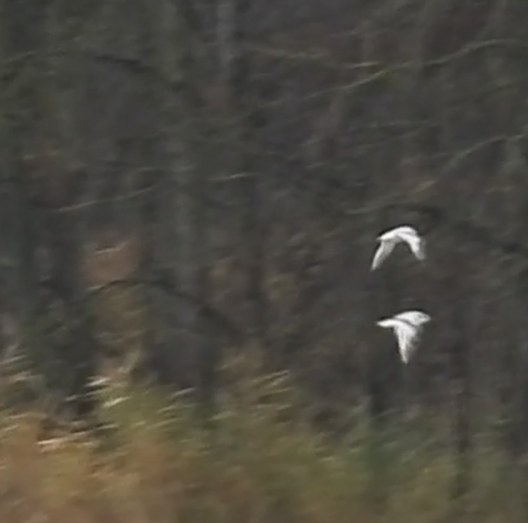 Little Gull - ML611319883