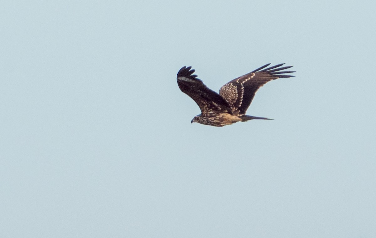 Black Kite (Black-eared) - ML611319888