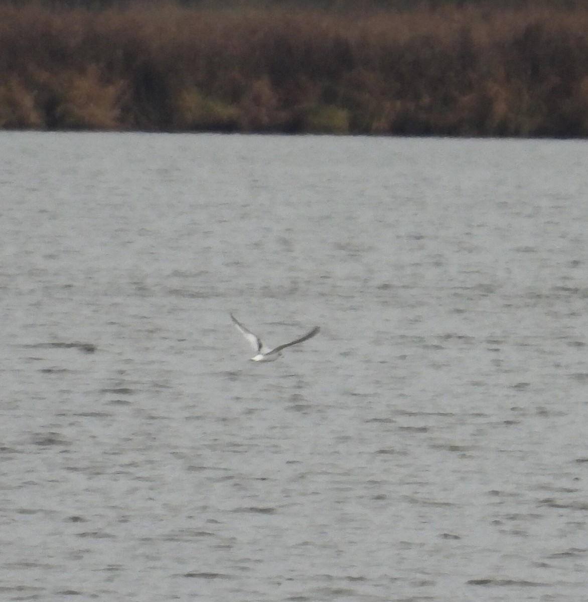 Little Gull - ML611319932