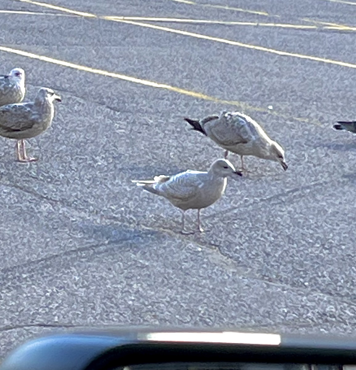 Iceland Gull - ML611320023