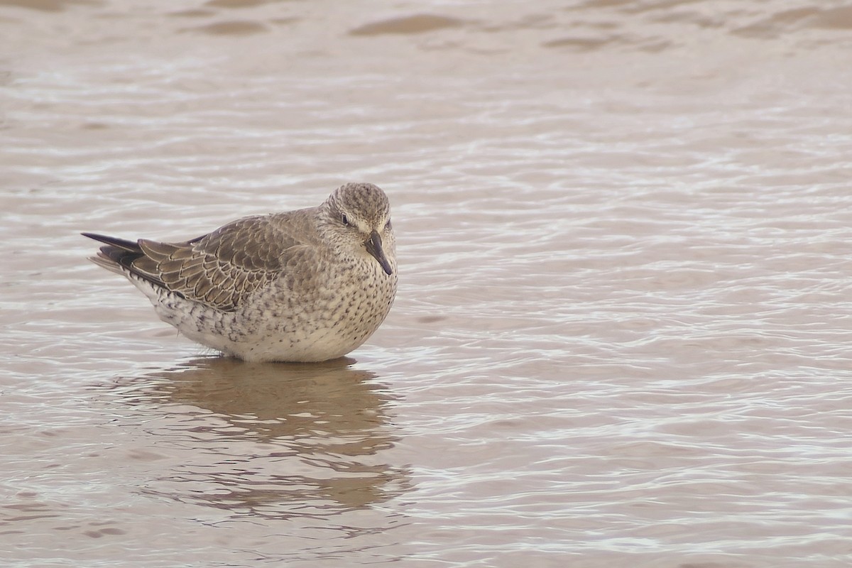 Red Knot - ML611320031