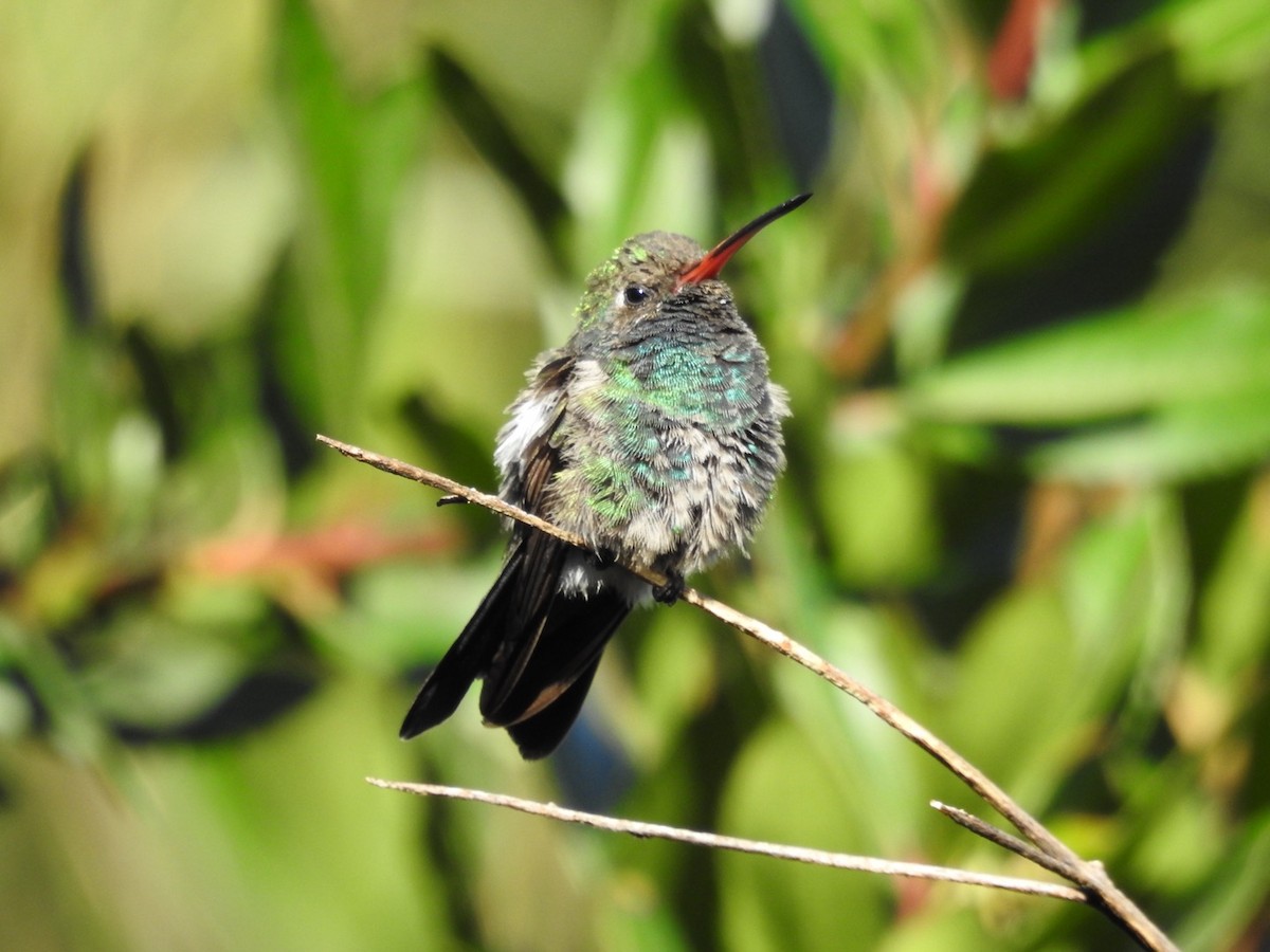 Broad-billed Hummingbird - ML611320034