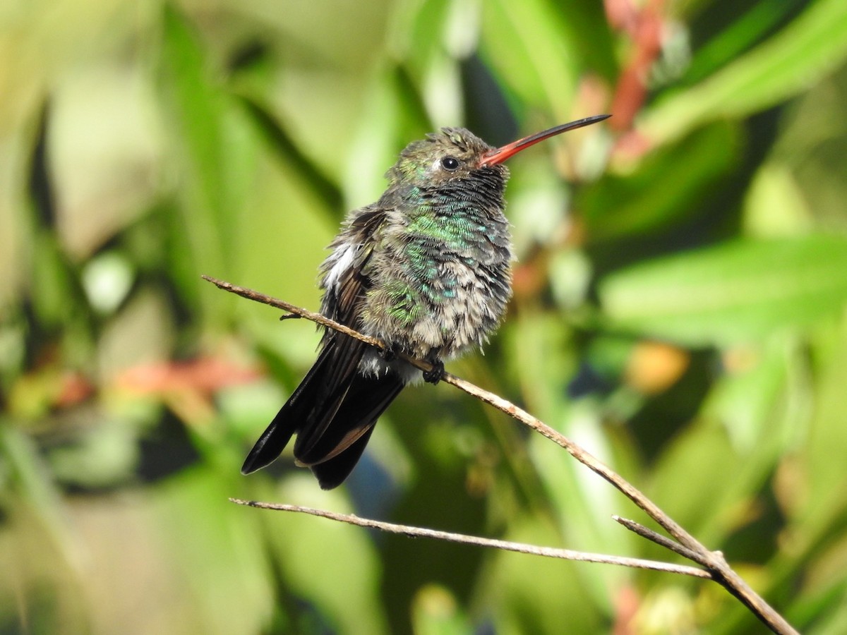 Broad-billed Hummingbird - ML611320035