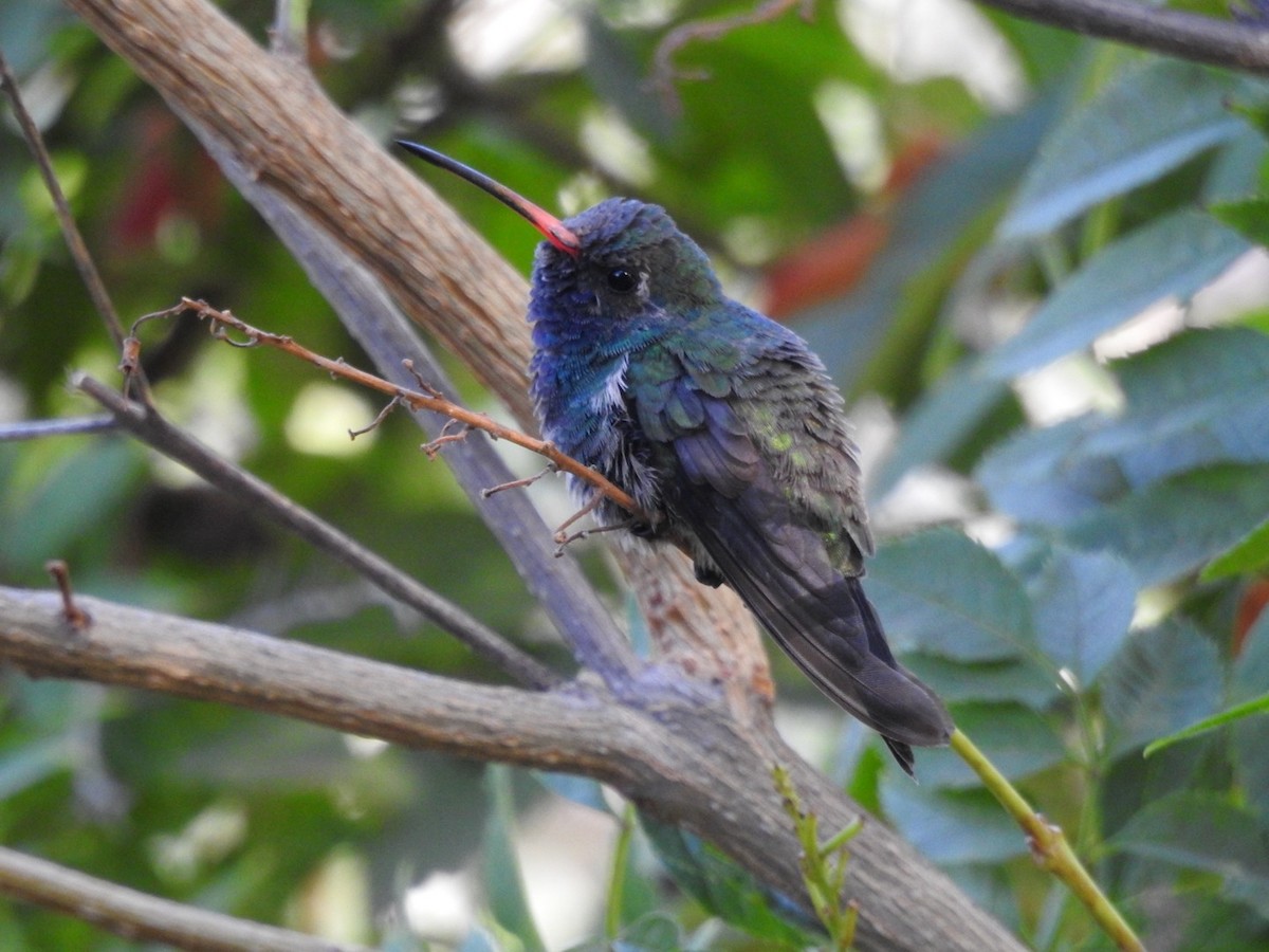 Broad-billed Hummingbird - ML611320036