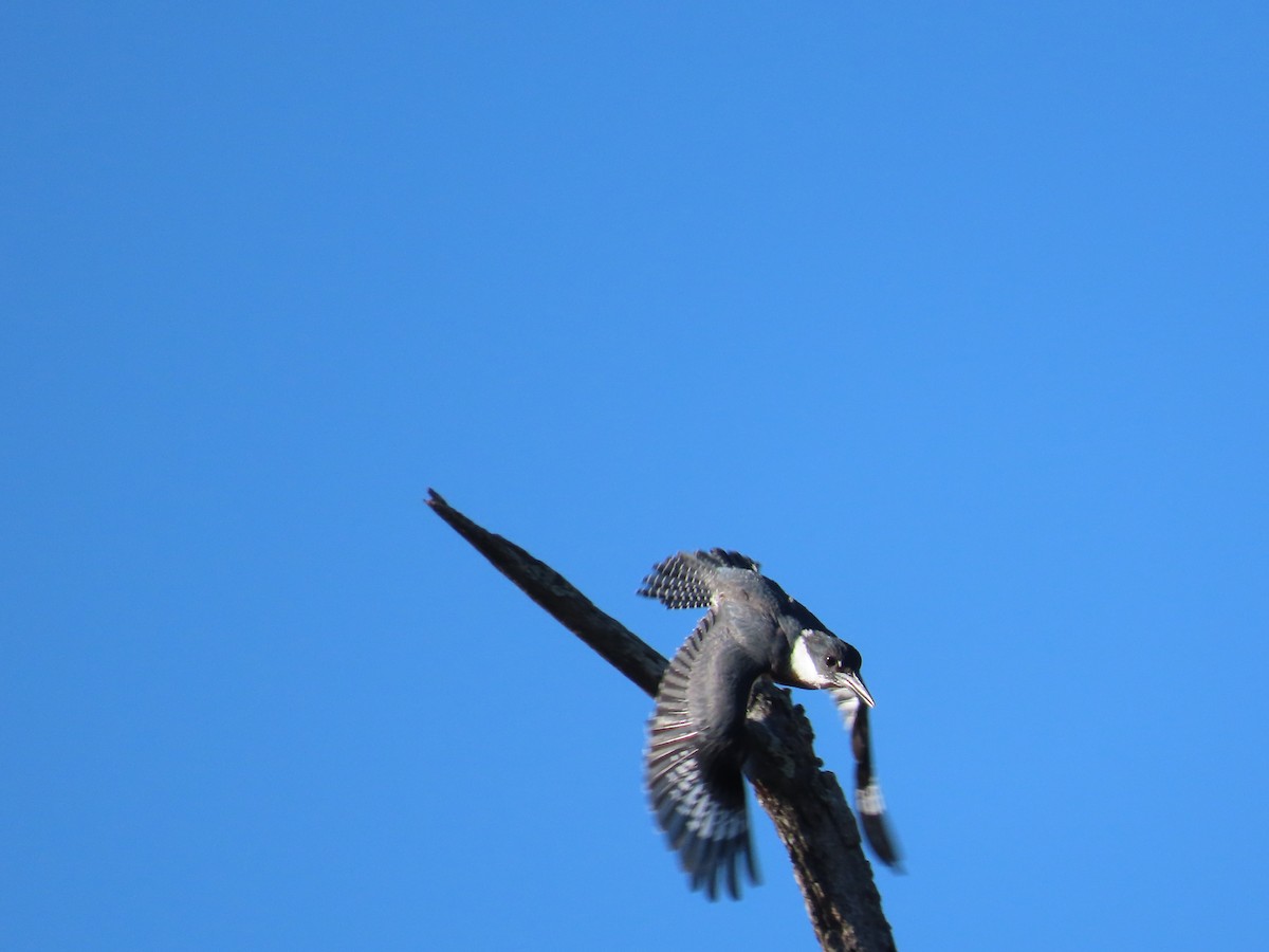 Belted Kingfisher - ML611320045