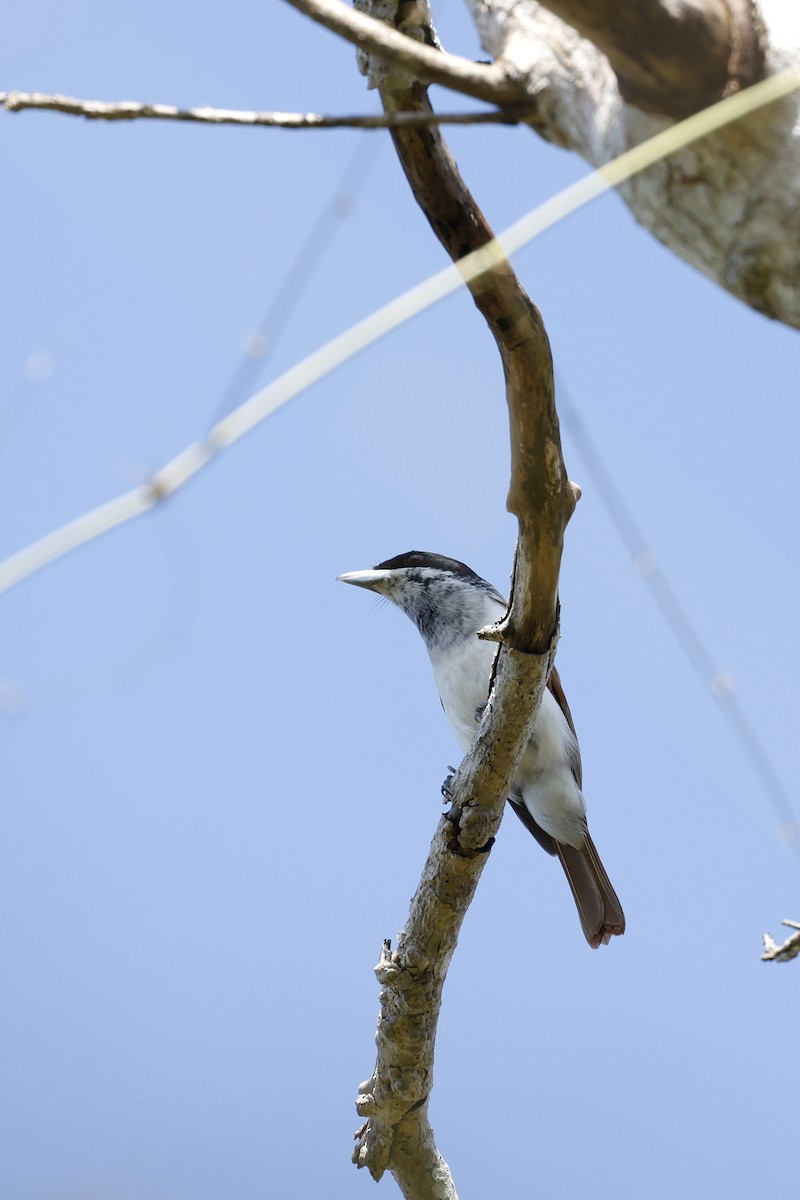 Rufous Vanga - ML611320065