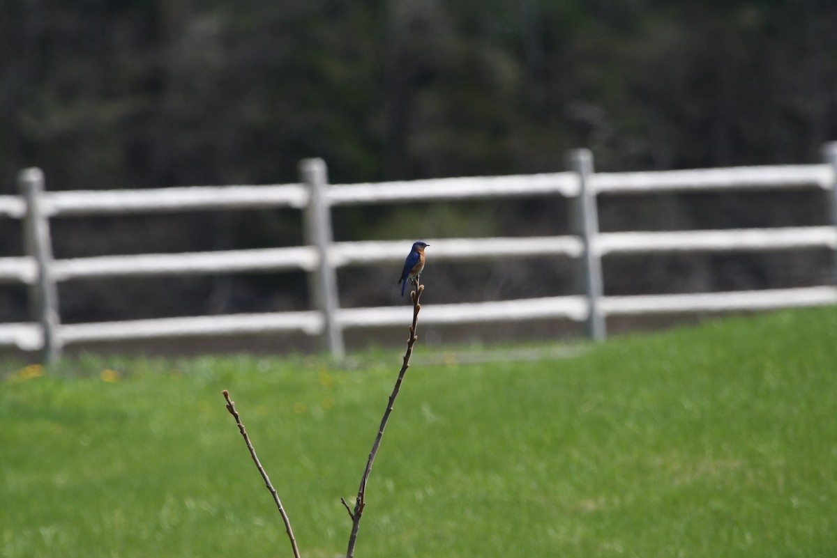 Eastern Bluebird - ML611320091