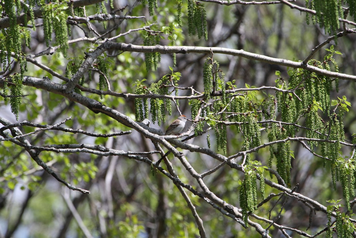 Chipping Sparrow - ML611320102