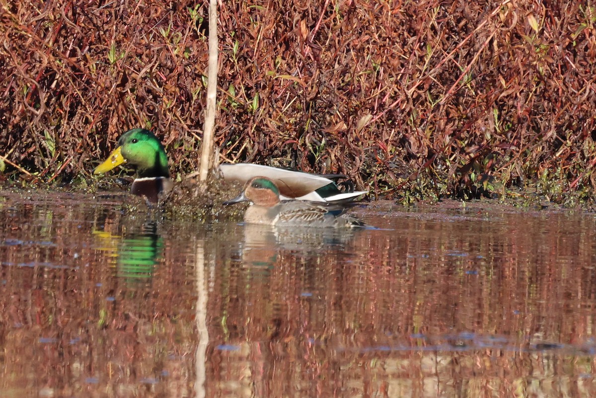 Green-winged Teal - ML611320209