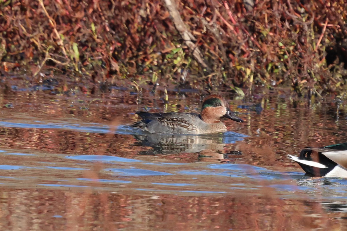 Green-winged Teal - ML611320210