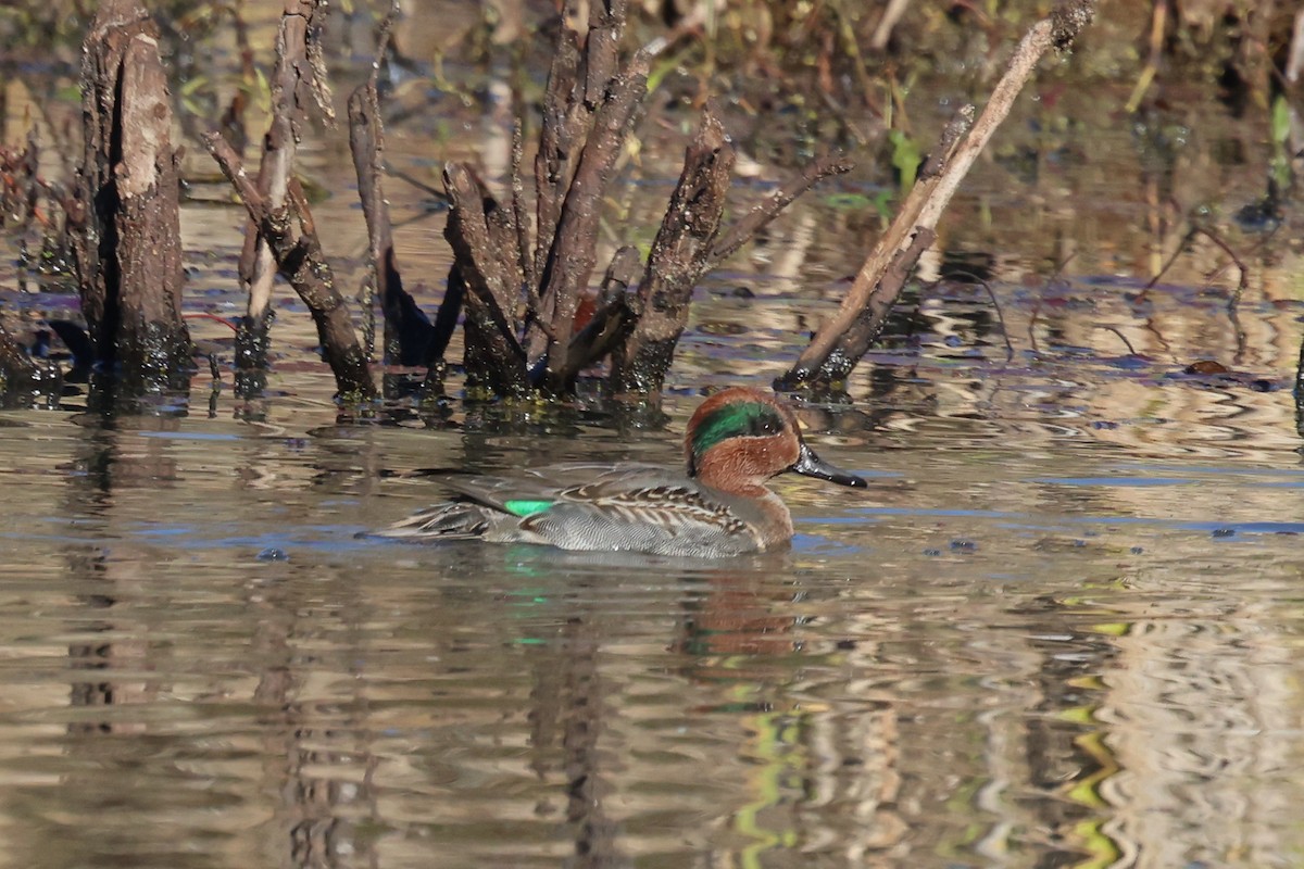 Green-winged Teal - ML611320211