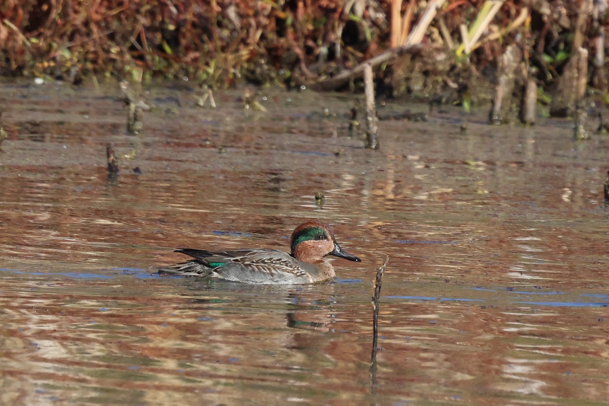 Green-winged Teal - ML611320212