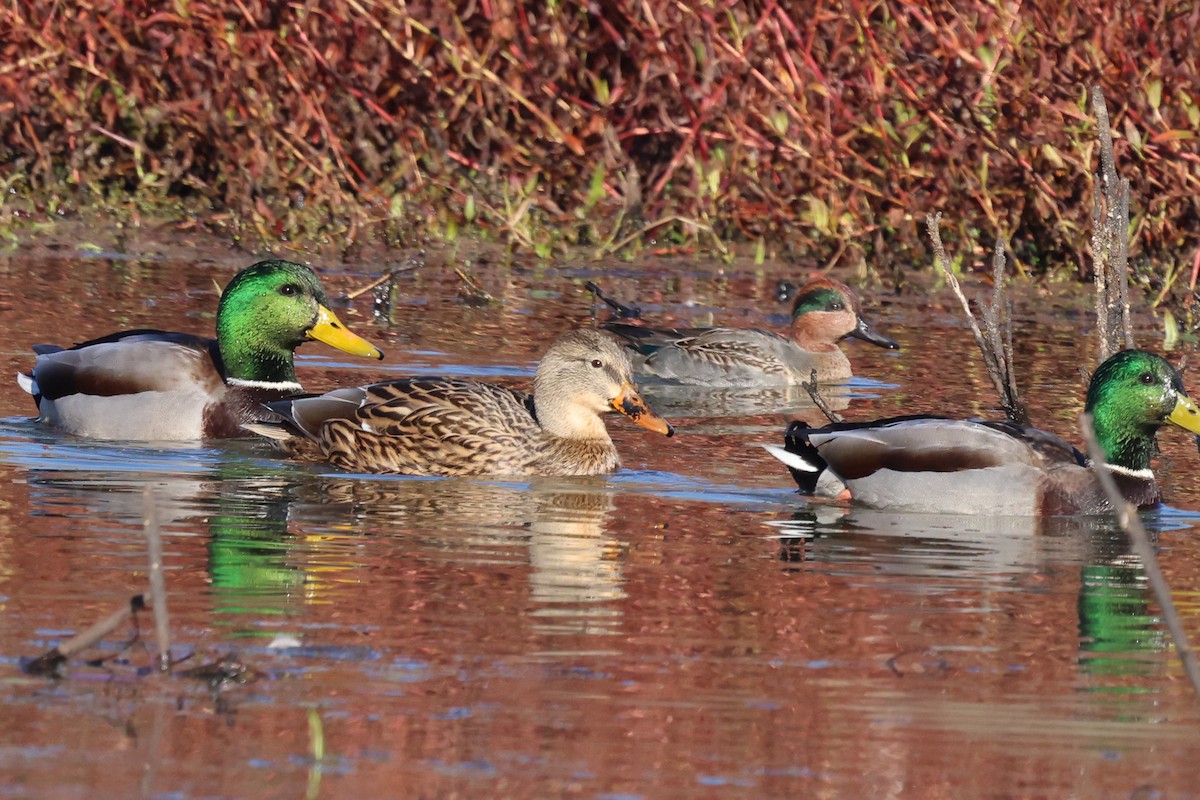 Green-winged Teal - ML611320213