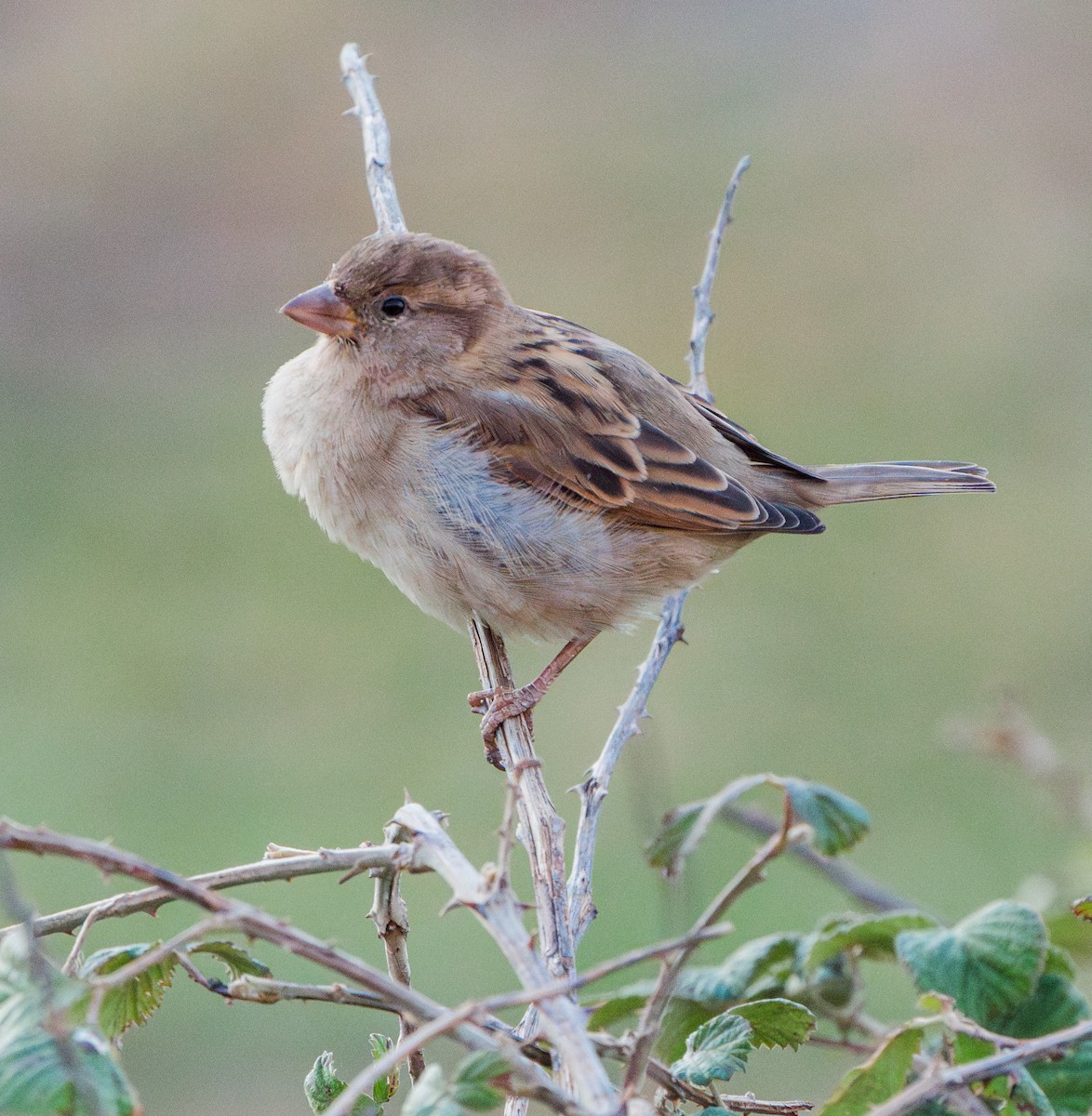 House Sparrow - ML611320220