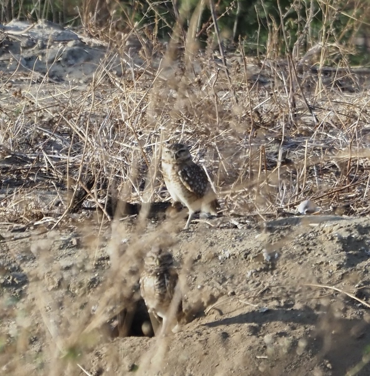 Burrowing Owl - ML611320240