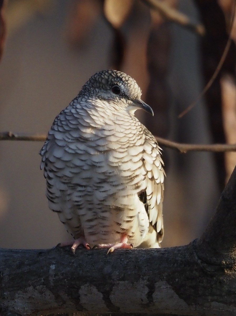 Scaled Dove - ML611320243