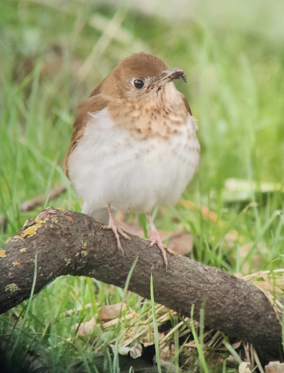 Veery - ML611320250