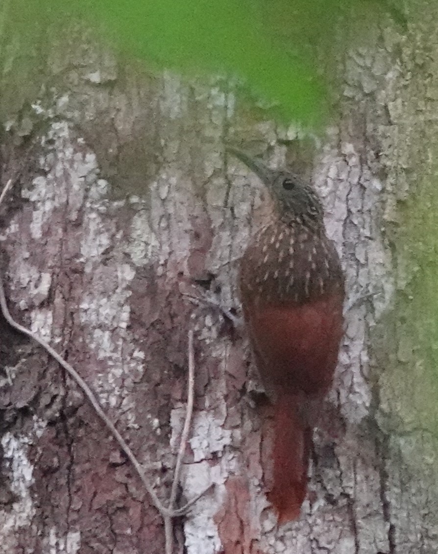 Chestnut-rumped Woodcreeper - ML611320325