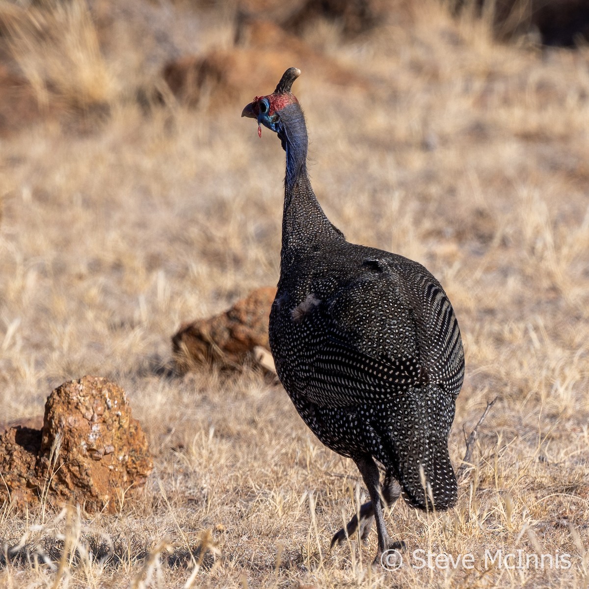 Helmeted Guineafowl - ML611320343