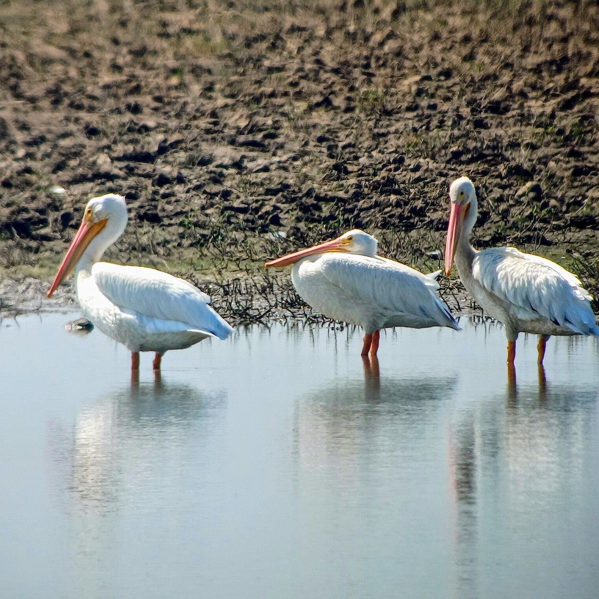 American White Pelican - ML611320390