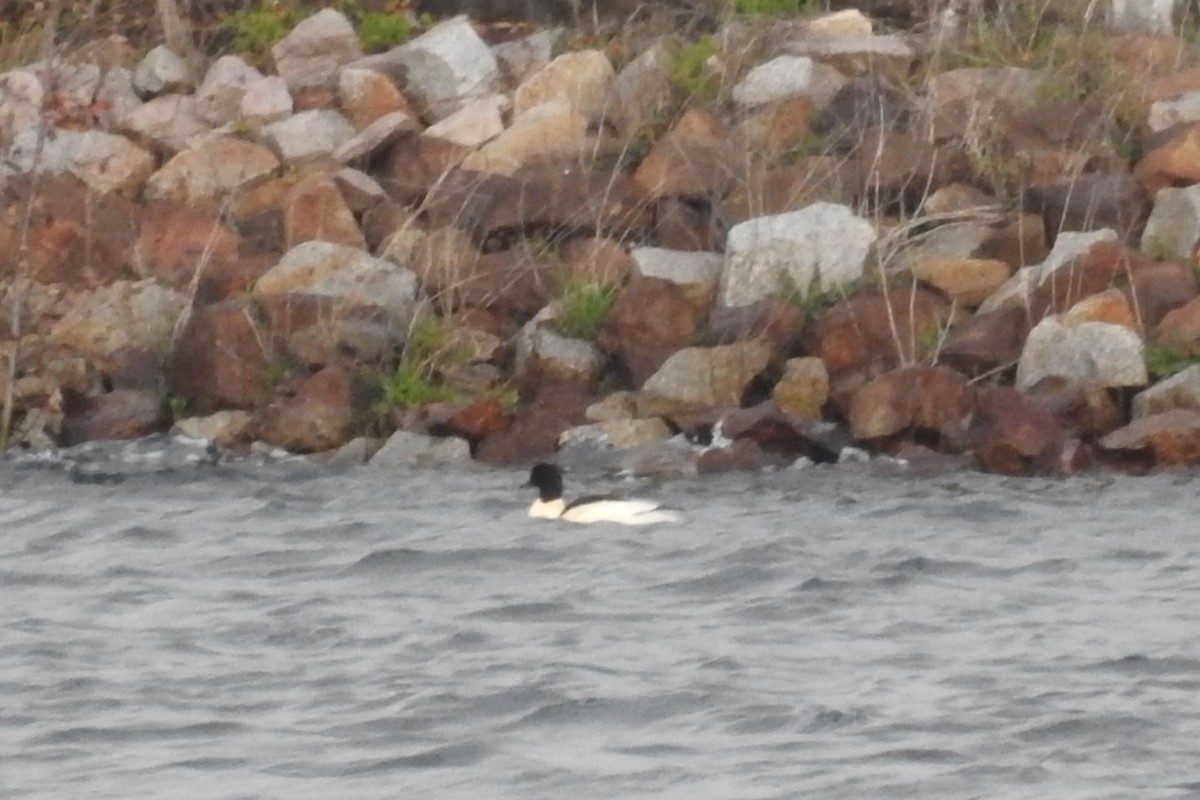 Common Merganser - ML611320410