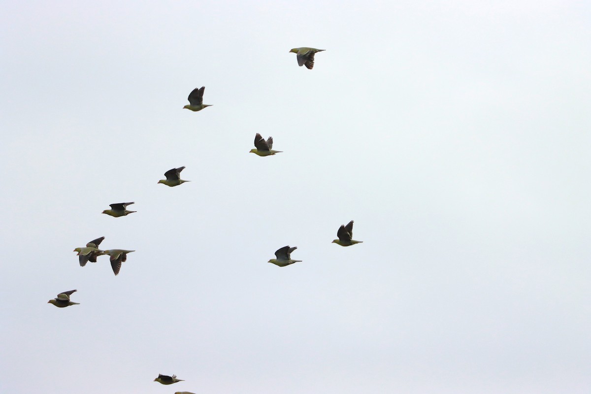 African Green-Pigeon - ML611320416