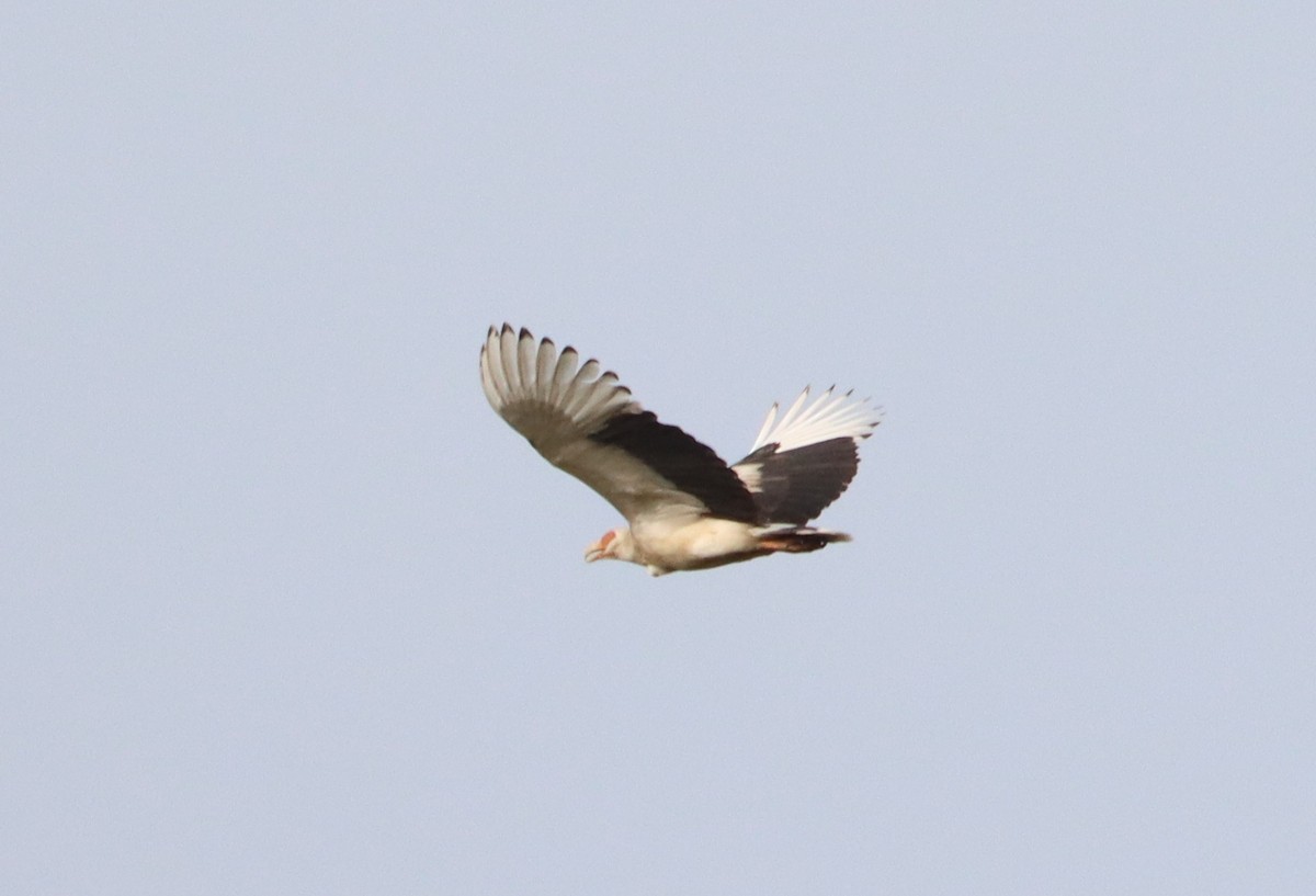 Palm-nut Vulture - ML611320427