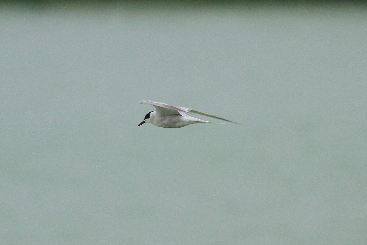 Arctic Tern - Simon Feys