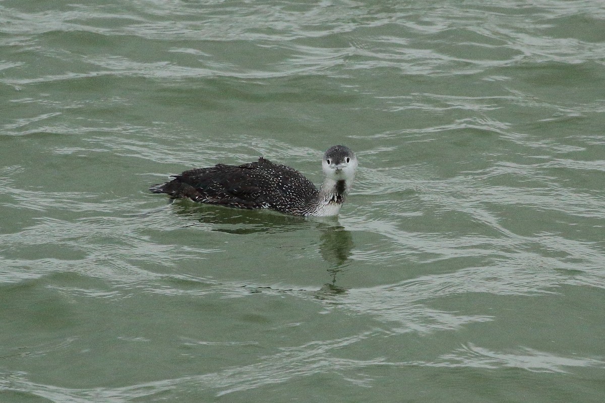 Red-throated Loon - Simon Feys