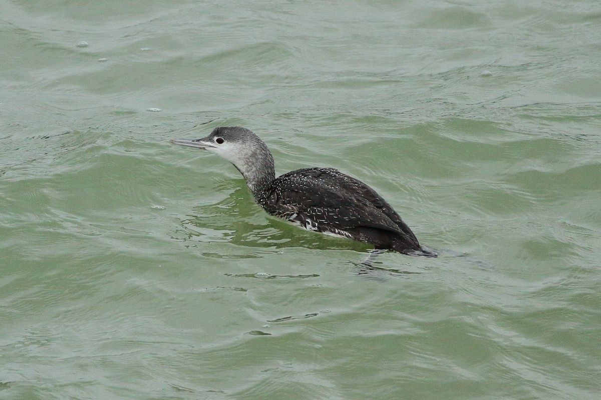 Red-throated Loon - Simon Feys