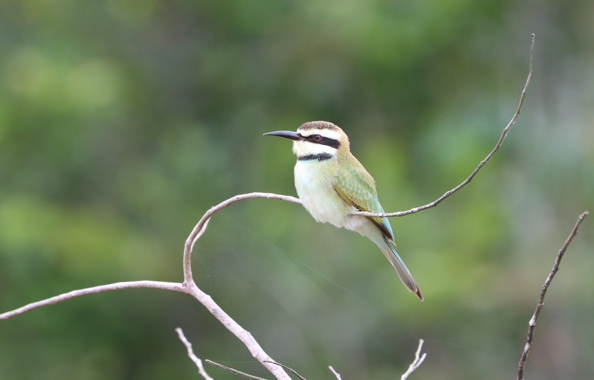 White-throated Bee-eater - ML611320448