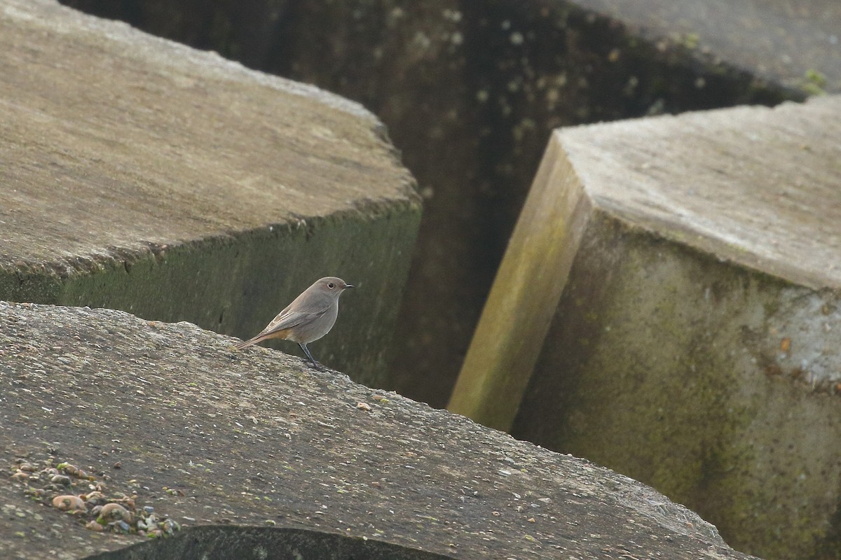 クロジョウビタキ（gibraltariensis／aterrimus） - ML611320458