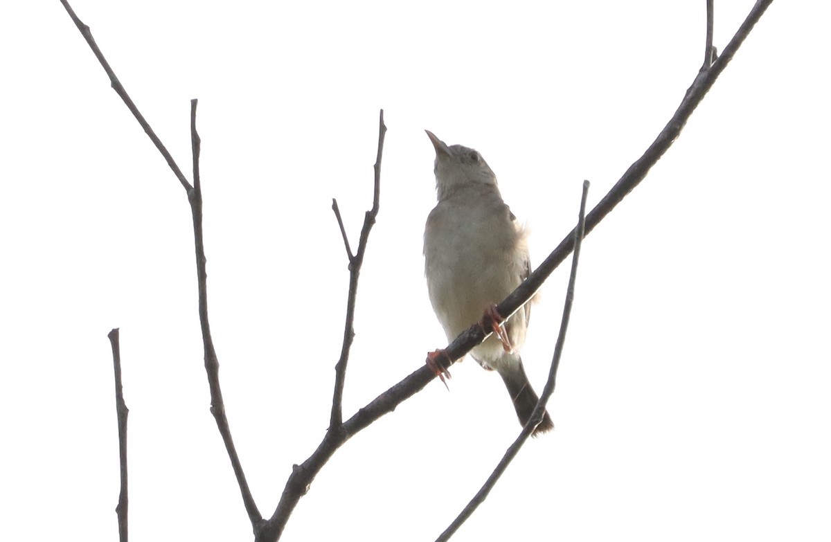 Siffling Cisticola - ML611320471