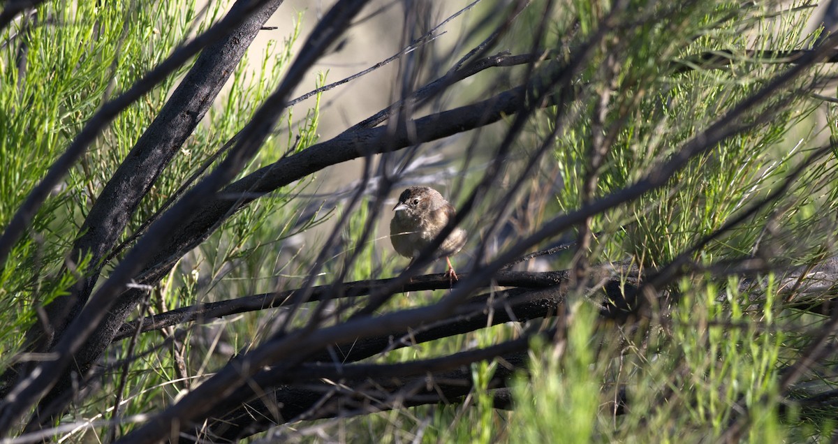 Botteri's Sparrow - Kraig Cawley