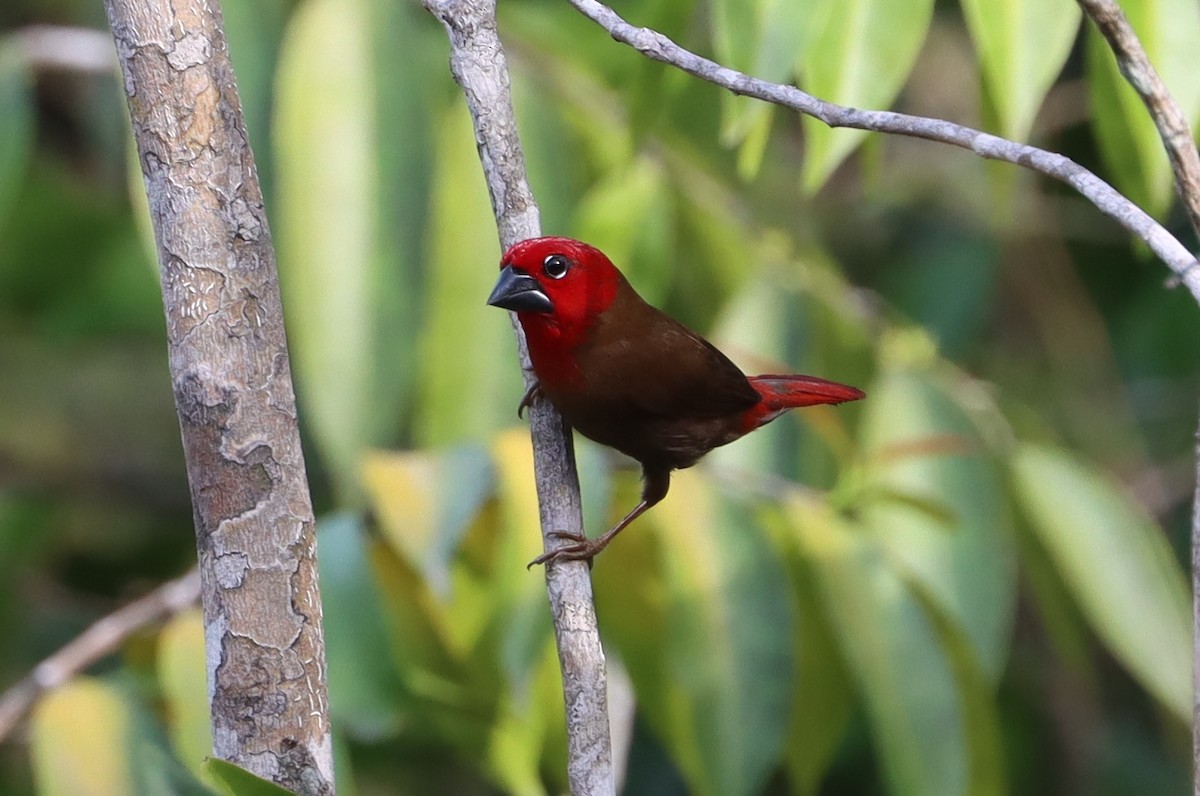 Crimson Seedcracker - ML611320606