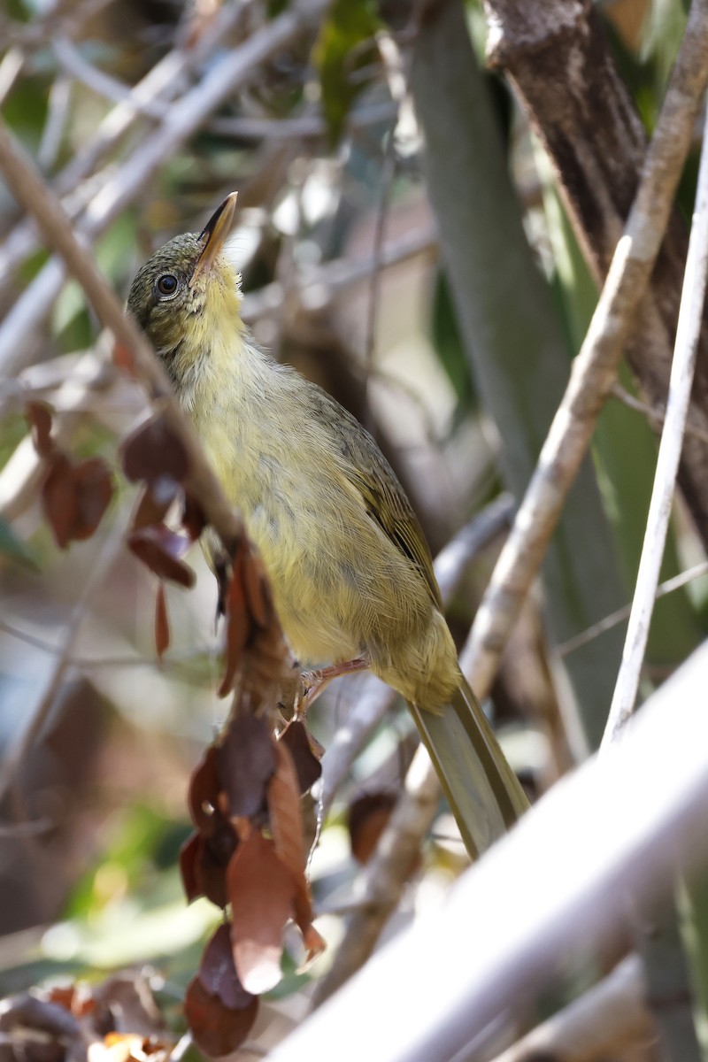 Long-billed Bernieria - ML611320614