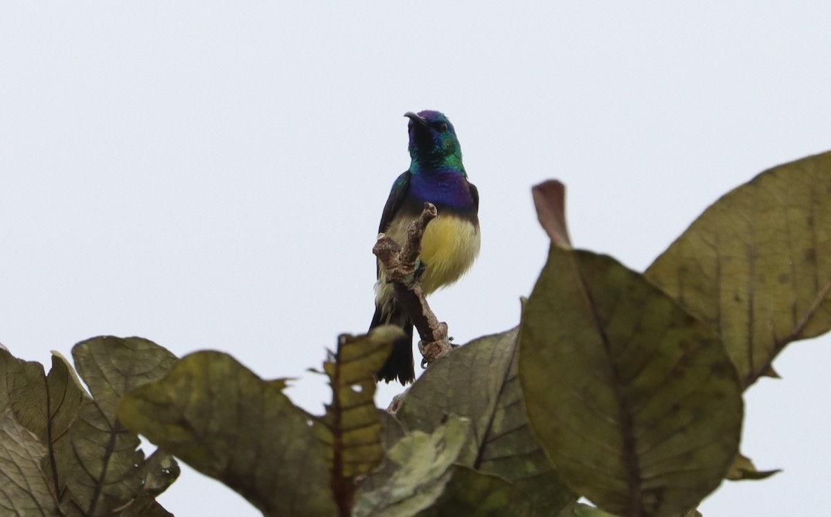 Variable Sunbird - ML611320618