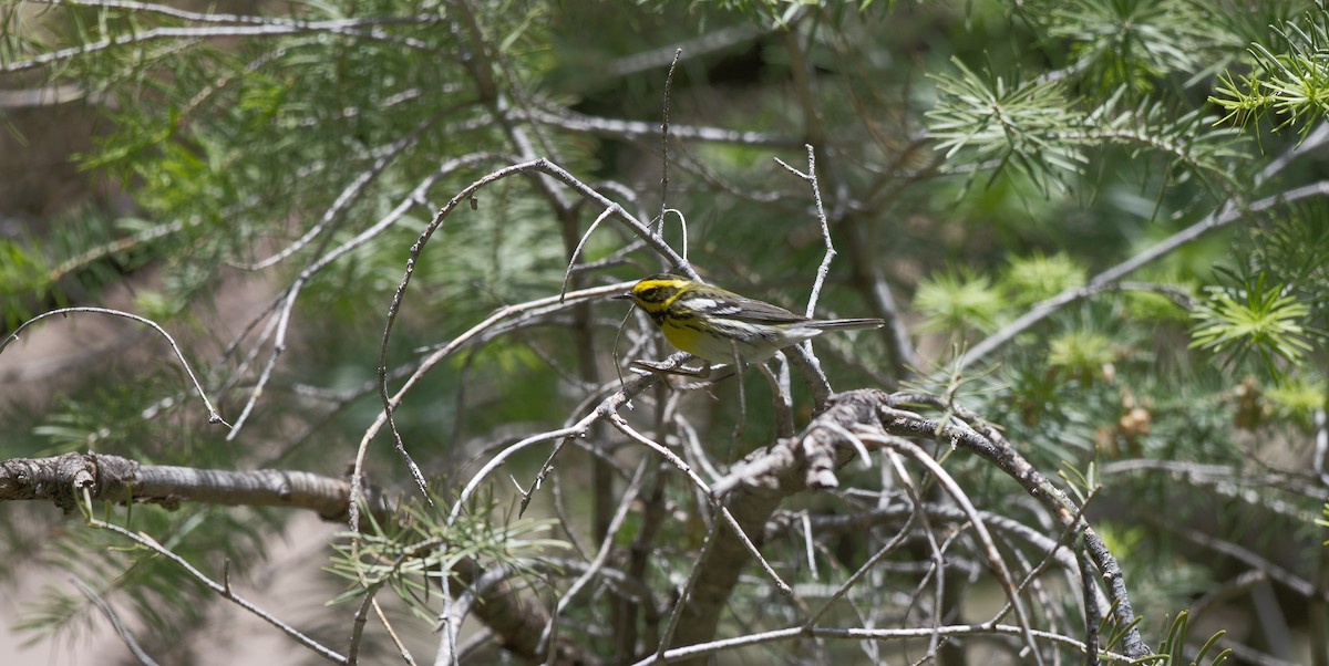 Townsend's Warbler - Kraig Cawley