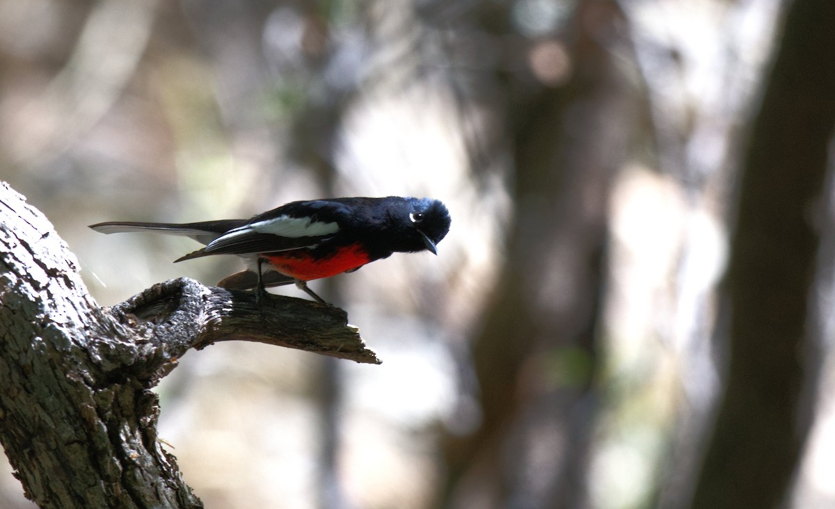 Painted Redstart - Kraig Cawley